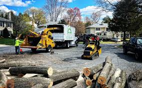 Best Tree Maintenance Programs  in Rangely, CO