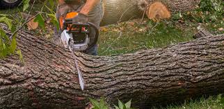 Best Storm Damage Tree Cleanup  in Rangely, CO