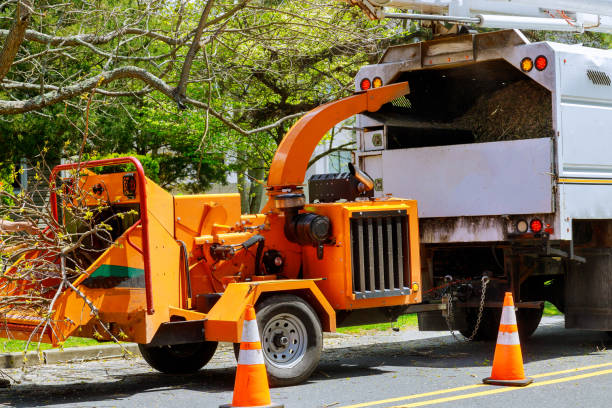 Best Emergency Tree Removal  in Rangely, CO