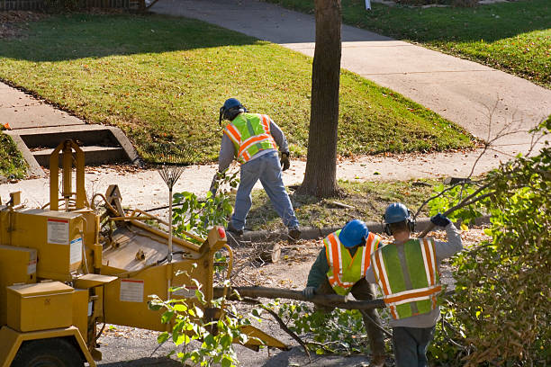 Best Root Management and Removal  in Rangely, CO