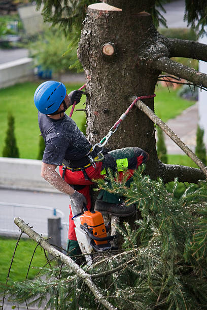 Best Arborist Consultation Services  in Rangely, CO