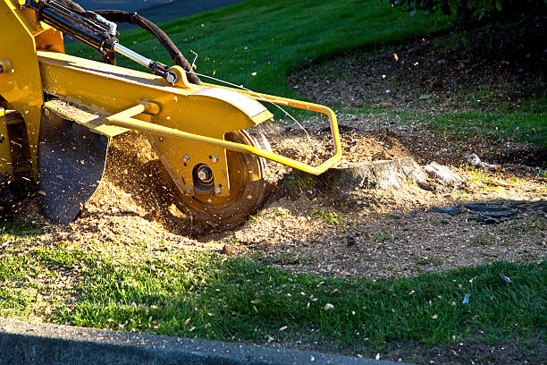 Best Hedge Trimming  in Rangely, CO