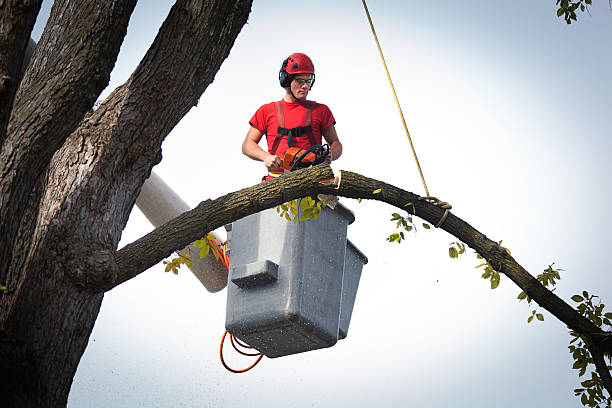 Rangely, CO Tree Removal Company
