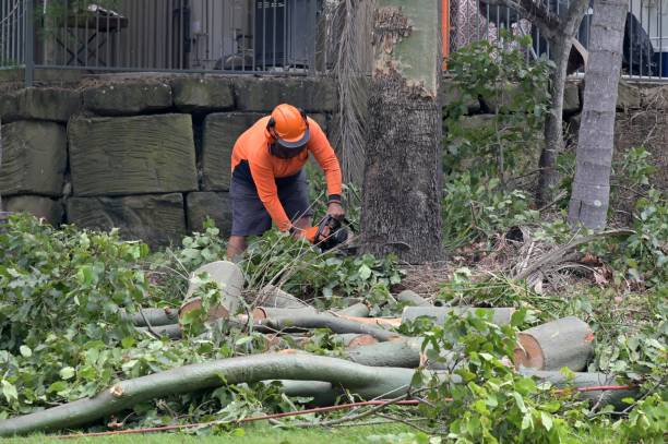 Best Root Management and Removal  in Rangely, CO