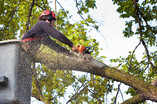 Best Tree Health Inspection  in Rangely, CO